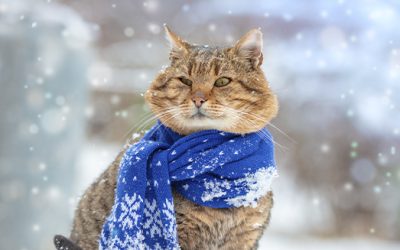 Cómo prevenir y tratar problemas de salud invernales en mascotas