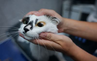 Mi gato tiene los ojos o las encías amarillas: por qué laictericia no puede esperar