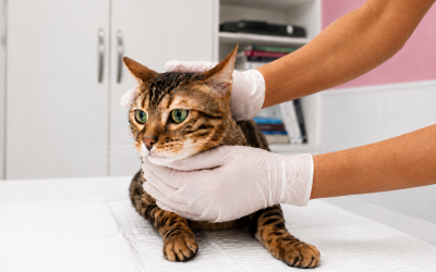 PIF en gatos: una enfermedad que antes era fatal y hoy puede tratarse